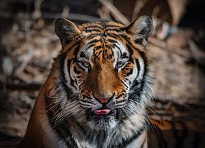 Nahaufnahme eines sibirischen Tigers