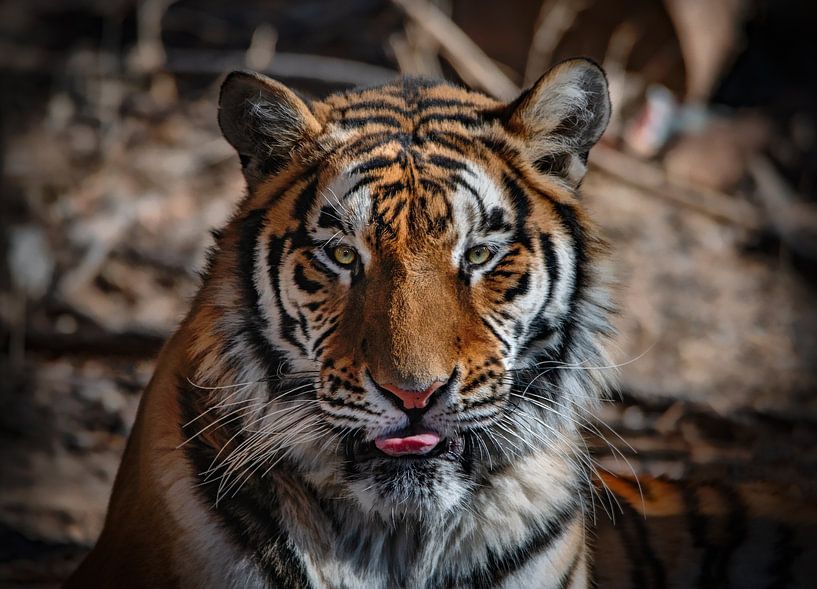 Nahaufnahme eines sibirischen Tigers von Chi