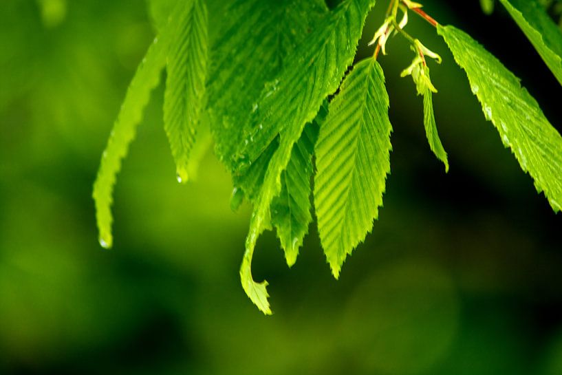 Wet leaves von Photoart-Naegele