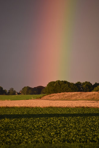 Regenboog