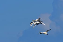 Singschwäne von Karin Jähne