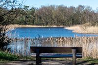 Bankje aan het water in Oostvoorne