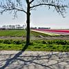 Tulpen in Groningen van Henk de Boer