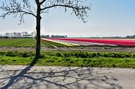Tulips in Groningen by Henk de Boer thumbnail