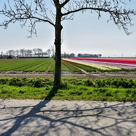 Tulpen in Groningen von Henk de Boer