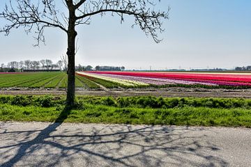 Tulpen in Groningen