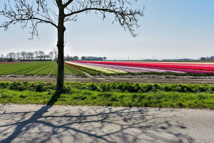 Tulips in Groningen by Henk de Boer