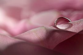 Rosenblatt by Petra Voß