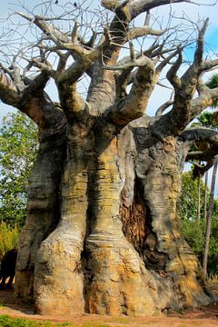 Baobab - Afrikaanse Baobab boom van Thomas Zacharias