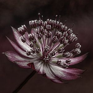 Quadrat: Ein Seeländischer Knoten (Astrantia Major) von Marjolijn van den Berg