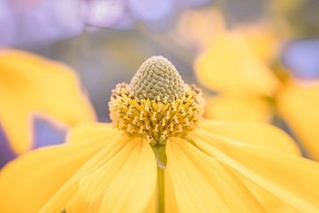 Nahaufnahme einer gelben Blume im Abendlicht von Crystal Clear