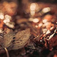 Herbstblatt