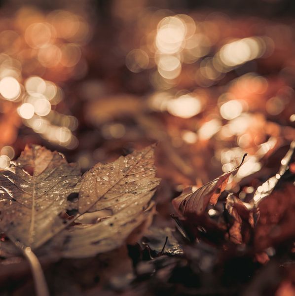 Herbstblatt von caroline wijnmaalen