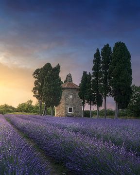 Lavendel, kerkje en cipressen, Bolgheri van Stefano Orazzini