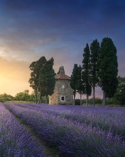 Lavendel, kerkje en cipressen, Bolgheri