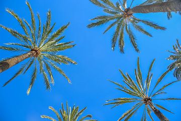 Palmbomen in Almeria van Sanne Lillian van Gastel