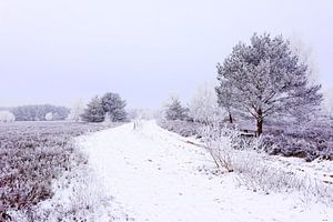 Winter im Heideland