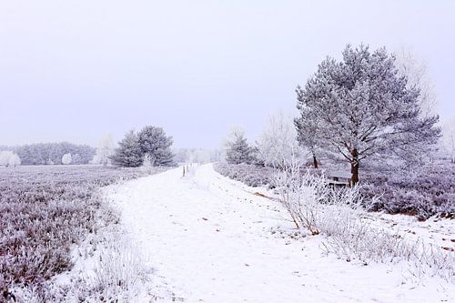 Winter im Heideland von Gisela Scheffbuch