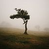 Mystic tree by Dian Schuurkamp