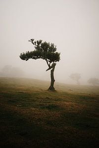 Mystischer Baum von Dian Schuurkamp