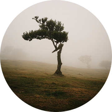 Mystieke boom van Dian Schuurkamp