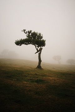 Mystieke boom van Dian Schuurkamp