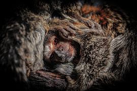 Flöhe mit Freunden von Joey Ploch