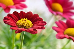 Rote Margeriten