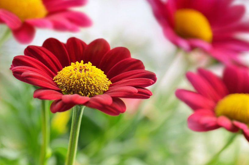 Red daisies by Violetta Honkisz