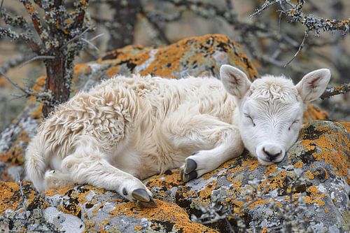 Slapende lam op rots