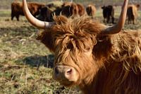 A Galloway cow with its herd