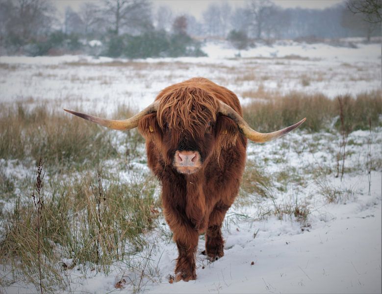 Schotse hooglander in de sneeuw van Laura Reedijk