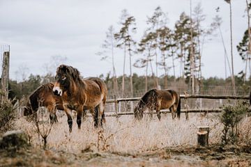 Wilde paarden in het natuurreservaat van de Zenne van Helena Schröder