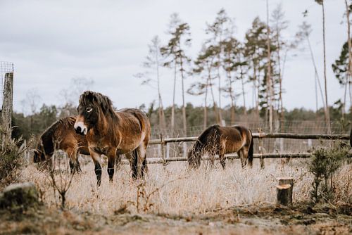 Wildpferde im Naturschutzgebiet Senne