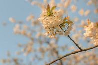 Blossom by Moetwil en van Dijk - Fotografie thumbnail