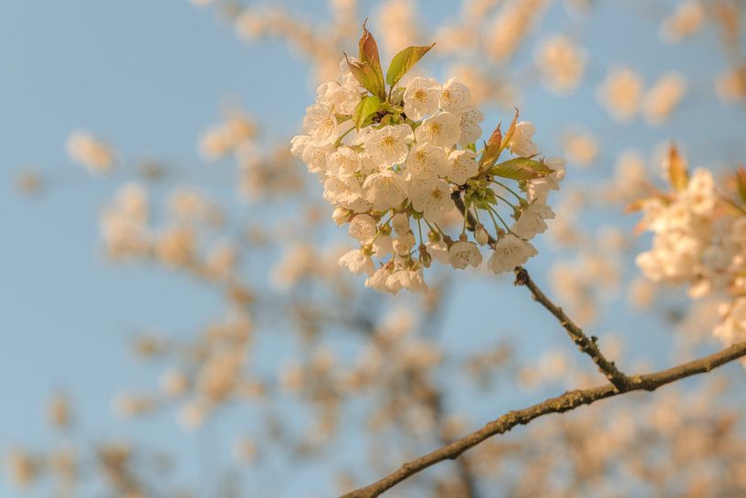 Blossom by Moetwil en van Dijk - Fotografie