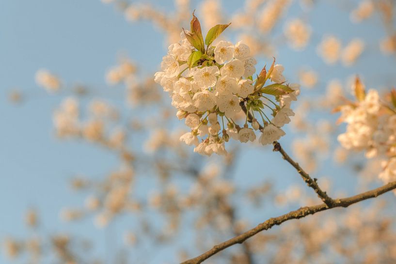 Bloesem van Moetwil en van Dijk - Fotografie