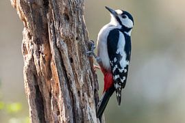 Grote bonte specht van Merijn Loch