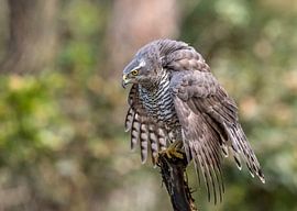 I am the boss! van Robert Kok