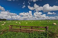 Schafe auf Texel