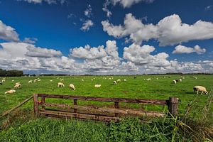Schafe auf Texel von Ronnie Westfoto