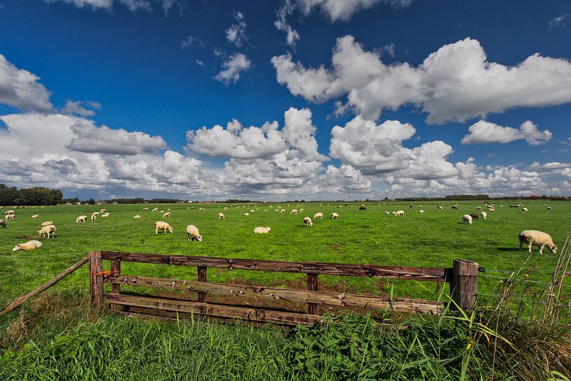 Schapen op Texel van Ronnie Westfoto