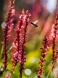 Eine Biene kommt geflogen von Mr White Takes Pictures