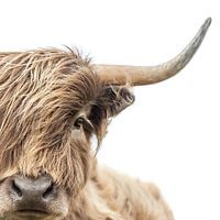 Portret Schotse Hooglander