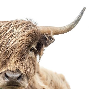 Portret Of A Brown Scottish Highland Cow
