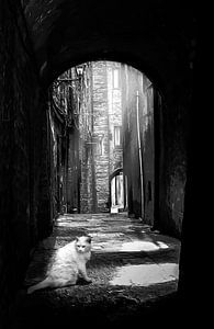 Eine weiße Katze in einer dunklen Gasse