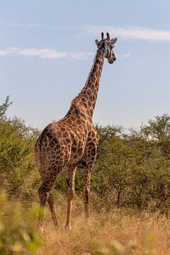 giraffe by Dennis Eckert
