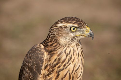 havik (accipiter gentilis)