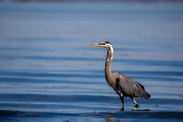 Héron du Canada (Ardea herodias)