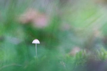 Paddenstoel wazig en dromerig in het bos 4 van henk bouwhuis